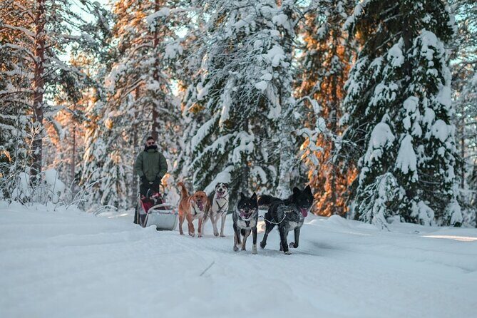 Rovaniemi: Drive Your Own Husky Team (6–10 km) & BBQ - The 4-hour flow: pickup, huskies, then BBQ