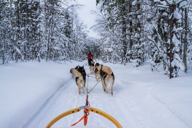Rovaniemi: Drive Your Own Husky Team (6–10 km) & BBQ - Learning to mush: control, switching, and confidence
