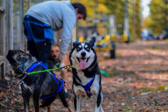 Rovaniemi: Drive Your Own Husky Team (Autumn) & BBQ - Key highlights worth your attention