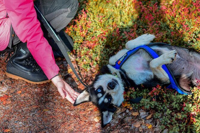 Rovaniemi: Drive Your Own Husky Team (Autumn) & BBQ - Weather and safety reality in early autumn (and why cancellations happen)