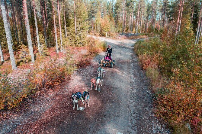 Rovaniemi: Drive Your Own Husky Team (Autumn) & BBQ - From Rovaniemi pickup to the farm: the 11:00 start explained