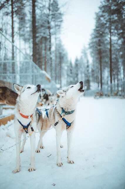 Rovaniemi: Early Winter Husky Sled Ride - Key things to know before you go