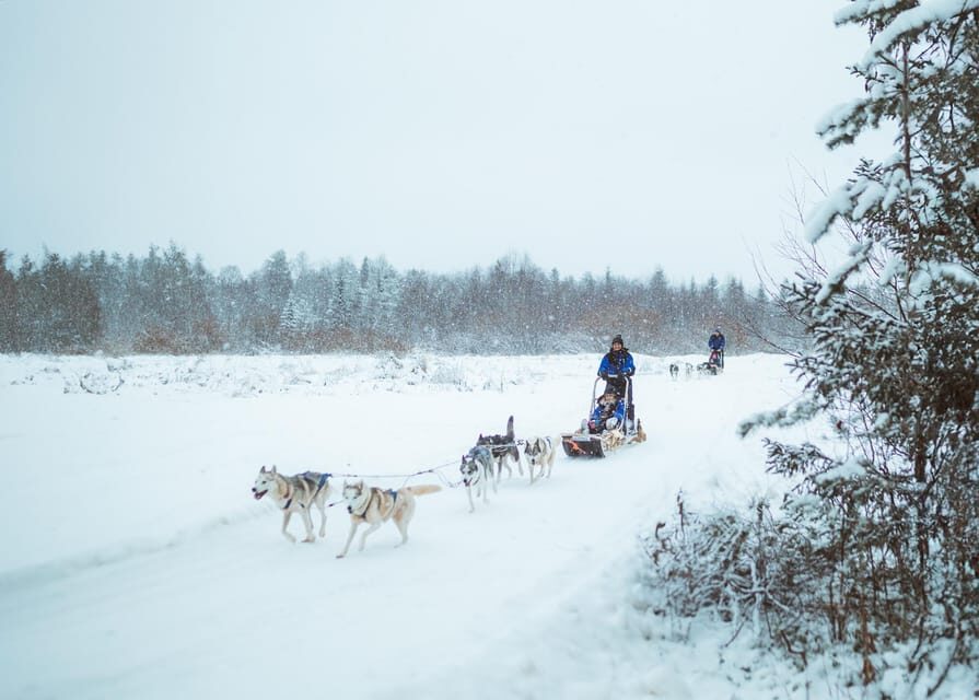 Rovaniemi: Early Winter Husky Sled Ride - Why early-season husky rides feel extra worth it near Rovaniemi