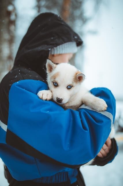 Rovaniemi: Early Winter Husky Sled Ride - Before the sled: husky petting and arctic dog stories
