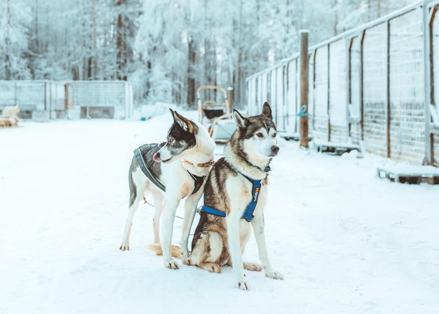 Rovaniemi: Early Winter Husky Sled Ride - The 3 km husky safari: what it means that you drive the sled
