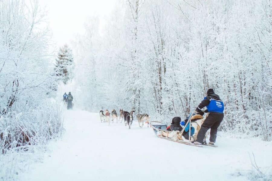 Rovaniemi: Early Winter Husky Sled Ride - Transfers and group fit: how to plan your day around the ride