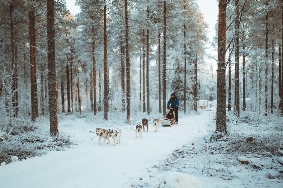 Rovaniemi: Early Winter Husky Sled Ride - Cold-weather comfort: included winter clothing and the hot drink factor