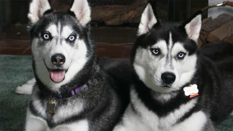 Rovaniemi: Family Friendly Husky Ride and Farm Visit - Key Moments You Should Expect