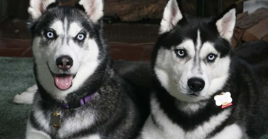 Rovaniemi: Family Friendly Husky Ride and Farm Visit - What This 1.5-Hour Husky Adventure Feels Like in Rovaniemi
