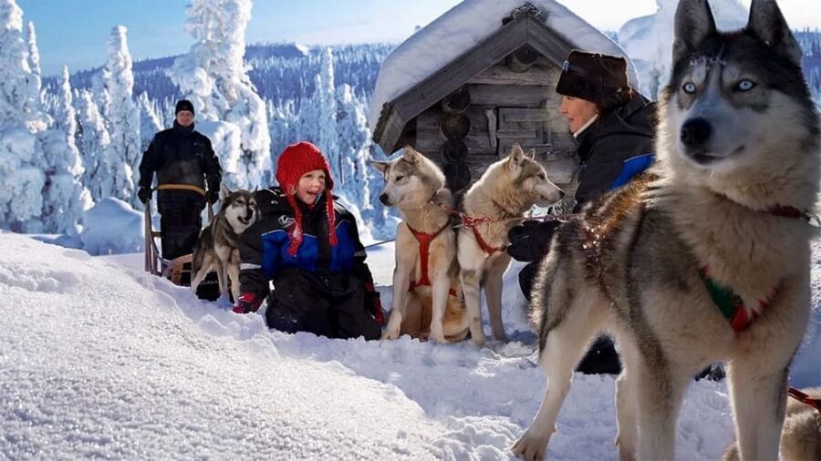 Rovaniemi: Family Friendly Husky Ride and Farm Visit - The Husky Sled Ride Through Lapland Snow (About 800m)