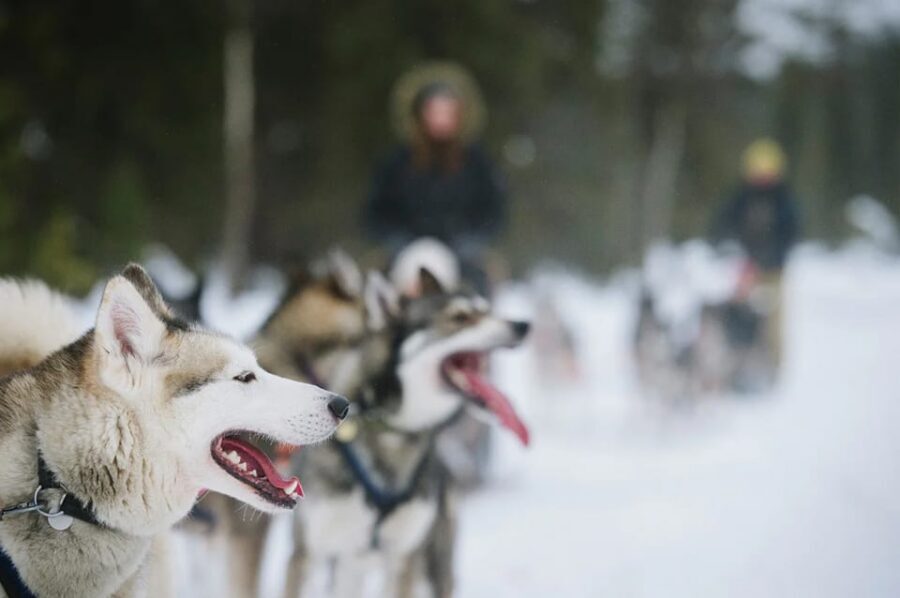 Rovaniemi: Family Friendly Husky Ride and Farm Visit - How to Get the Most Out of a Short Ride