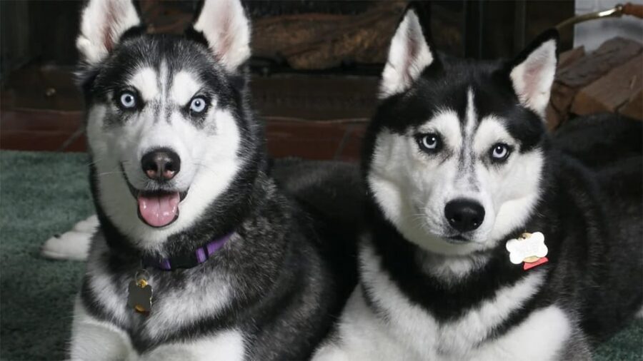 Rovaniemi: Family Friendly Husky Ride and Farm Visit - FAQ
