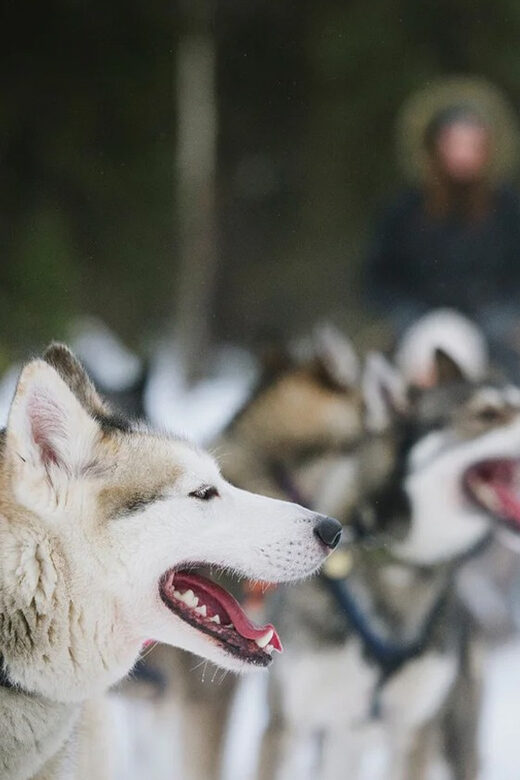 Rovaniemi: Family Friendly Husky Ride and Farm Visit - Getting There: Pickup at Maakuntakatu and the Rosso Spot