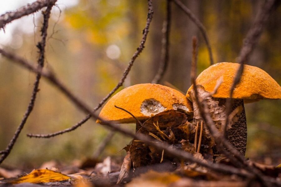 Rovaniemi forest foraging adventure: Pick, Prepare, Savor - Quick Hits: Why This Foraging Tour Works