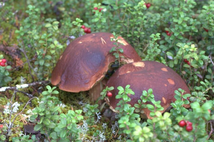 Rovaniemi forest foraging adventure: Pick, Prepare, Savor - Forest Foraging in Rovaniemi: What You’re Really Learning