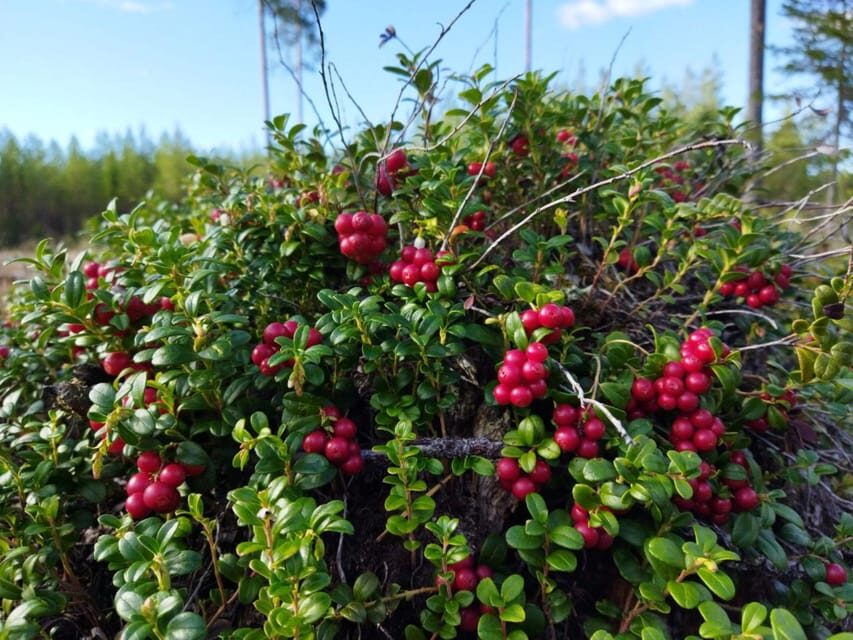 Rovaniemi forest foraging adventure: Pick, Prepare, Savor - The Ride to the Picking Spot: Why “Secret” Areas Matter