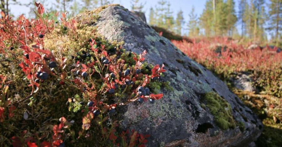 Rovaniemi forest foraging adventure: Pick, Prepare, Savor - Mushrooms Cooked on the Fire: The Best Part Is the Smell