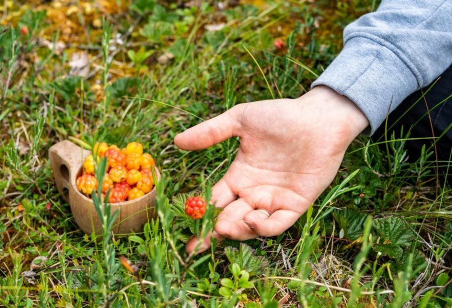 Rovaniemi forest foraging adventure: Pick, Prepare, Savor - What $135 Gets You: Value in Time, Guidance, and Food