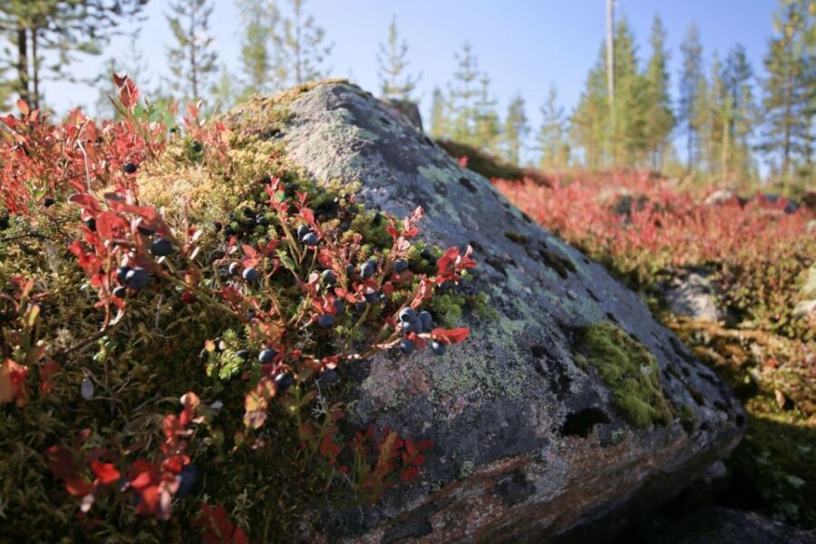 Rovaniemi forest foraging adventure: Pick, Prepare, Savor - Who This Tour Fits Best (and Who Might Skip It)
