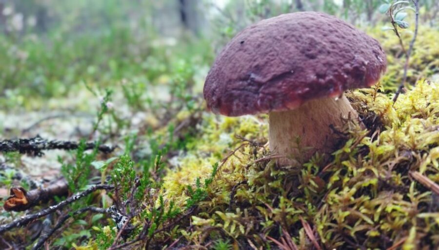 Rovaniemi forest foraging adventure: Pick, Prepare, Savor - Tahtamankuja Picnic and Hike: Pace, Views, and Wildlife Time