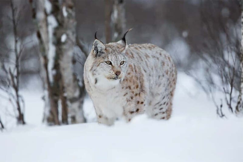 Rovaniemi: Full-Day Highlights Tour with Buffet Lunch - A tight six-hour sampler of Rovaniemi’s Arctic highlights