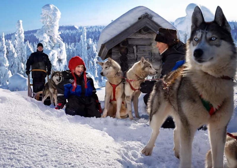 Rovaniemi: Full-Day Highlights Tour with Buffet Lunch - Arktikum museum time: Arctic animals, Sami culture, and Northern Lights info