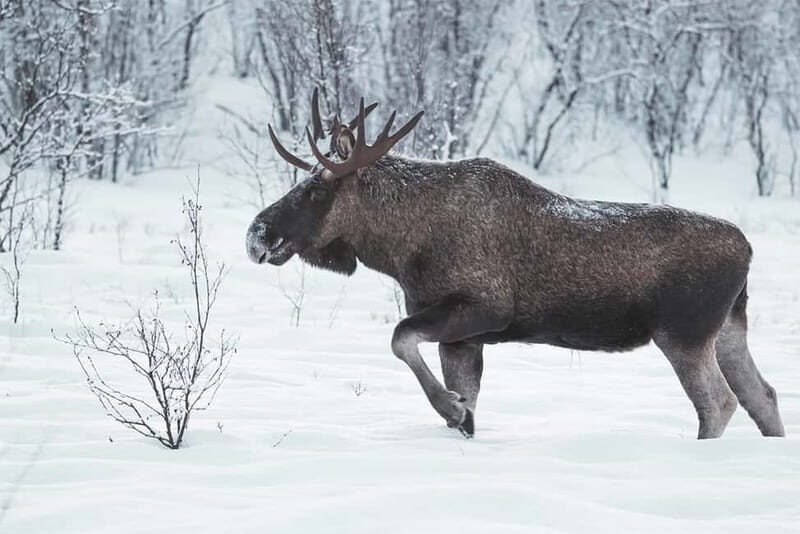 Rovaniemi: Full-Day Highlights Tour with Buffet Lunch - Price and logistics: is $294 per person actually worth it?
