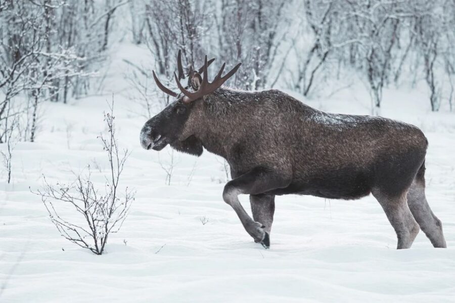 Rovaniemi: Full-Day Highlights Tour with Buffet Lunch - Who should book this tour (and who should skip it)