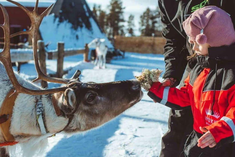 Rovaniemi: Full-Day Snow and Fun Activities - Price and Value: When $221 Feels Worth It