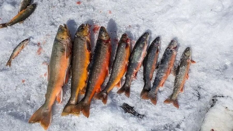 Rovaniemi: Half-Day Snowmobile & Ice Fishing Experience - Rovaniemi Snowmobile and Ice Fishing: What You’re Really Buying