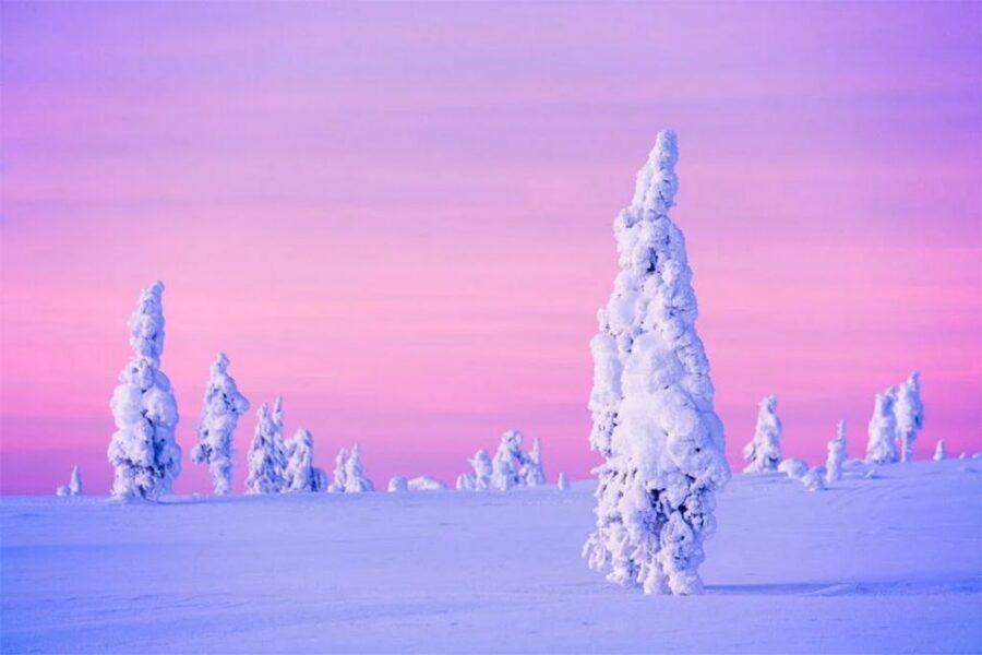 Rovaniemi: Half-Day Snowmobile & Ice Fishing Experience - Through Nordic Forests on a Twin-Driven Snowmobile