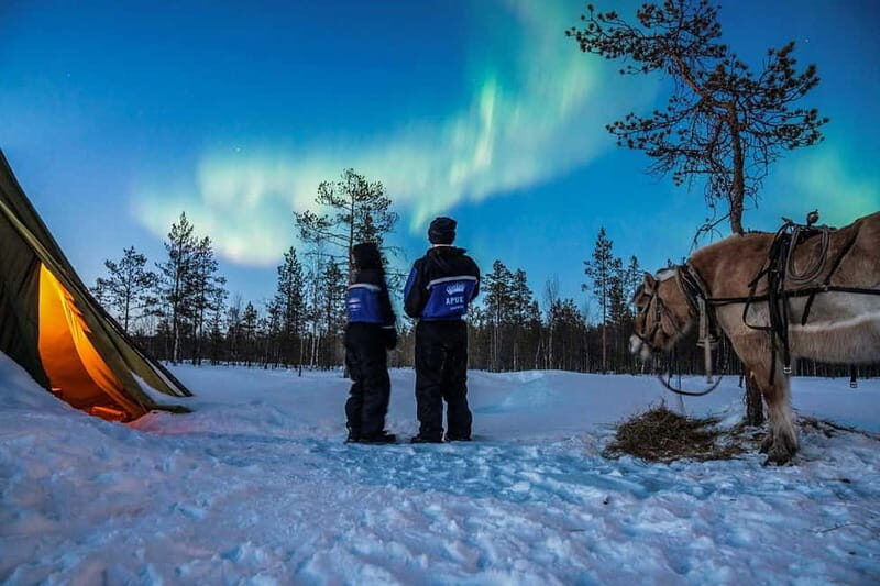 Rovaniemi: Horse Sleigh Ride under the Night Sky - Key Highlights of the Rovaniemi Night Sky Sleigh Ride