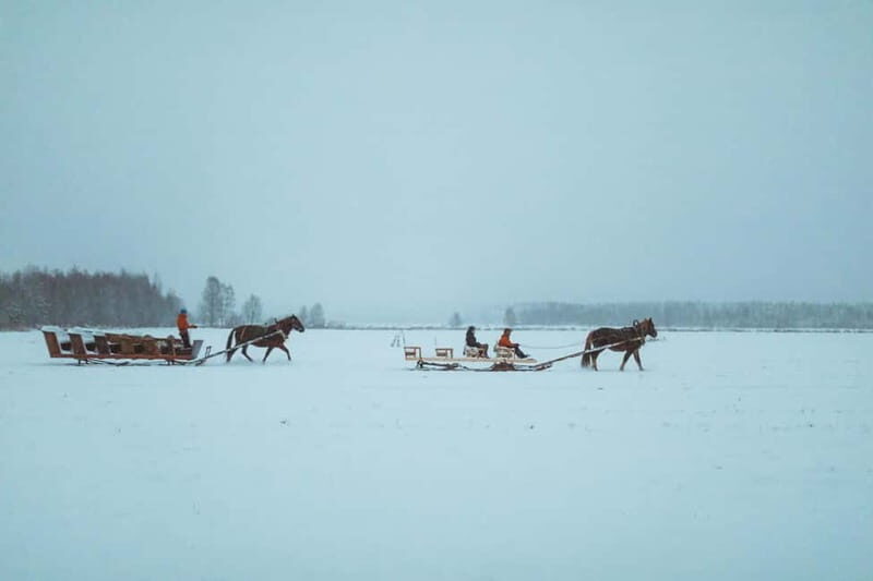 Rovaniemi: Horse Sleigh Ride under the Night Sky - Your Chances of Seeing the Aurora (and How to Think About It)