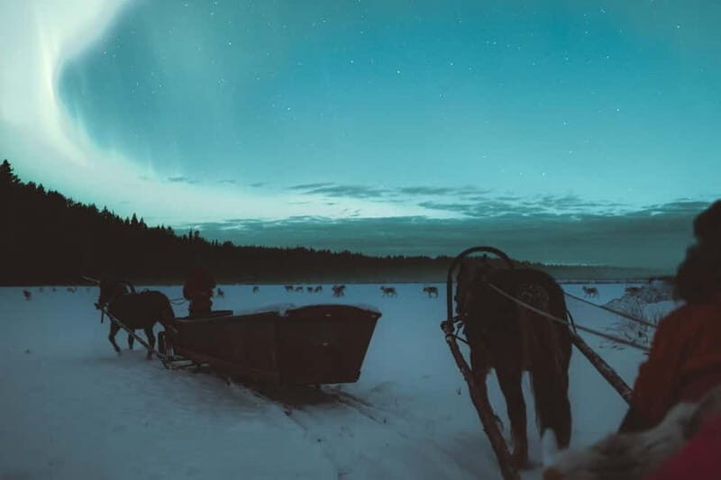 Rovaniemi: Horse Sleigh Ride under the Night Sky - Who This Tour Fits Best in Your Lapland Plan