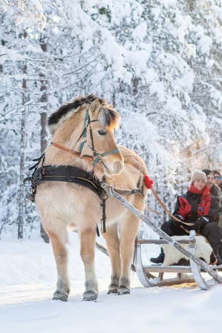 Rovaniemi: Horse Sleigh Ride under the Night Sky - The 2.5-Hour Ride at Apukka Resort: What You’ll Actually Do