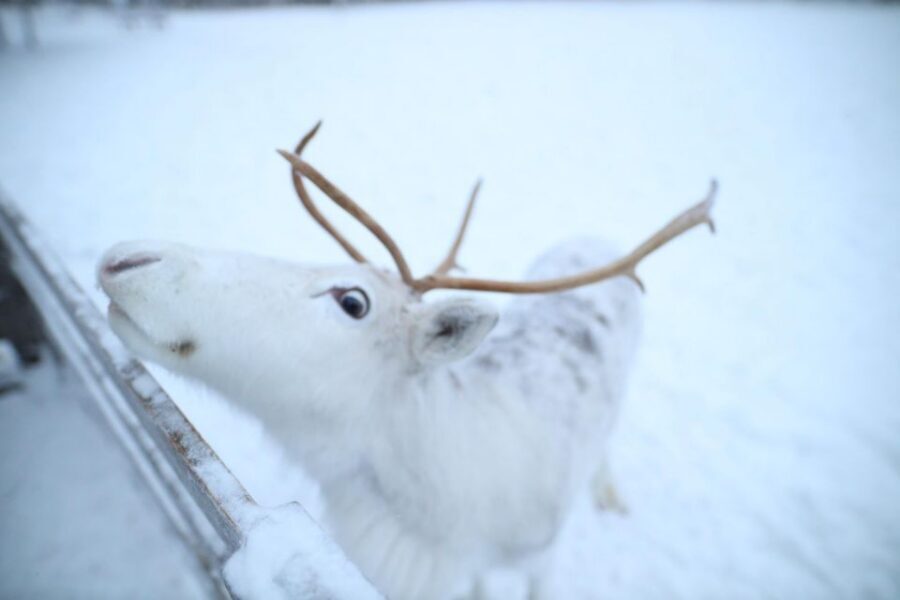 Rovaniemi: Husky and reindeer farm visit with sleigh rides - Key things to know before you go