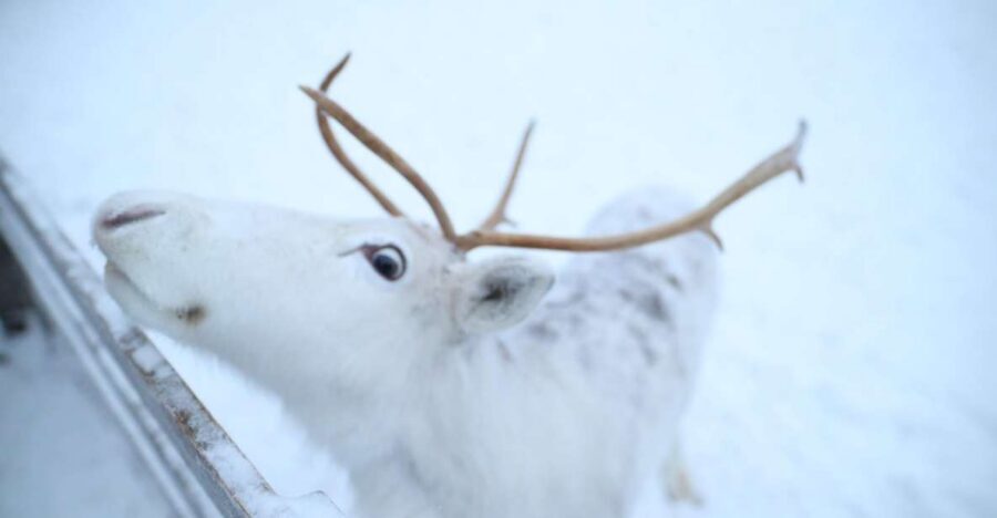 Rovaniemi: Husky and reindeer farm visit with sleigh rides - The 1 km Husky Sleigh Ride: What to Expect