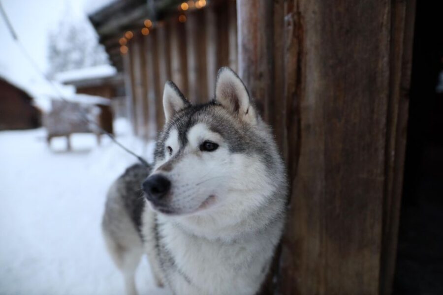 Rovaniemi: Husky and reindeer farm visit with sleigh rides - What’s Included, What’s Not, and What to Wear