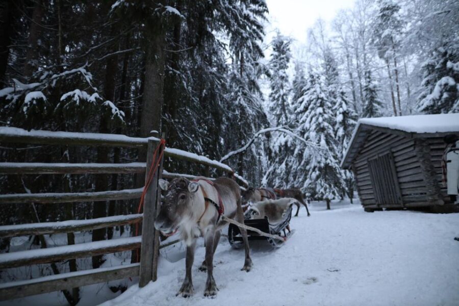 Rovaniemi: Husky and reindeer farm visit with sleigh rides - Price and Value: Is $212 Worth Your Winter Bucket List?