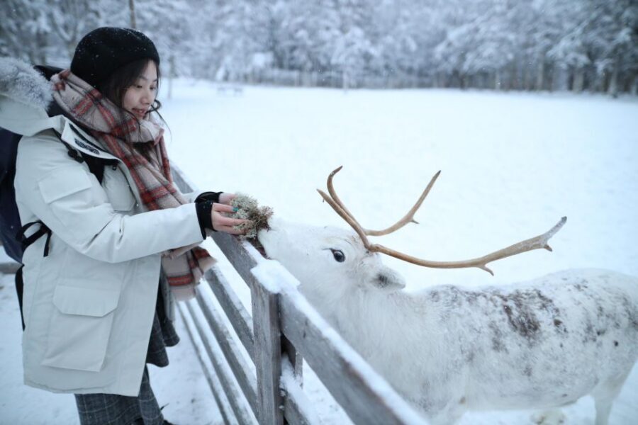 Rovaniemi: Husky and reindeer farm visit with sleigh rides - Husky Park Tour: How the Dogs Work the Day
