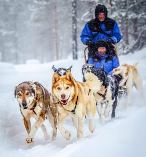 Rovaniemi: Husky and Reindeer farm with sleigh ride - A 3.5-Hour Rovaniemi Plan That Fits a Real Trip