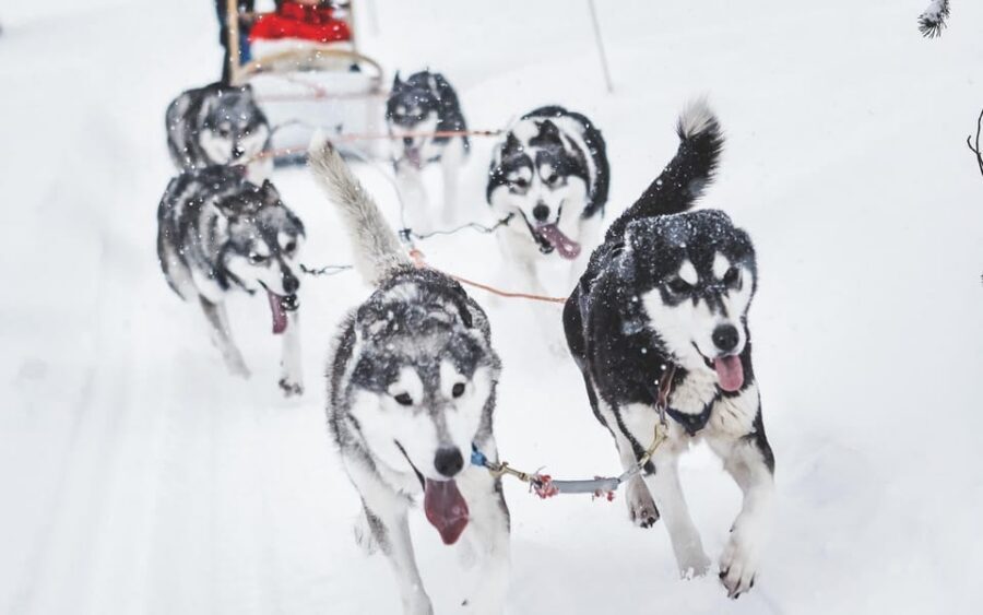 Rovaniemi: Husky and Reindeer farm with sleigh ride - Husky Farm Welcome: Safety First, Then Cuddles