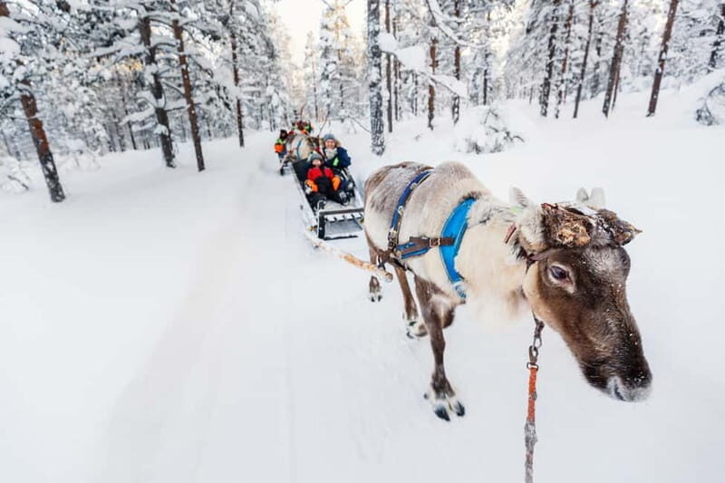Rovaniemi: Husky Farm and Reindeer Experience - Husky and Reindeer in Rovaniemi: The Fast, Fun Version of Lapland