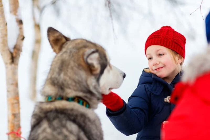 Rovaniemi: Husky Farm and Reindeer Experience - Meet the Alaskan Huskies: Energetic Dogs, Another 500 Meters