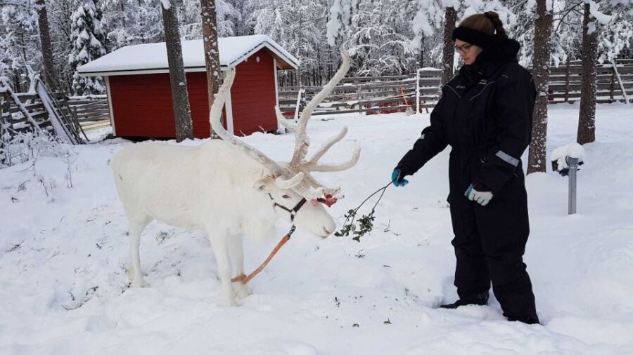 Rovaniemi: Husky Farm and Reindeer Experience - Santa Claus Village Time: Shopping, Photos, and Line Math