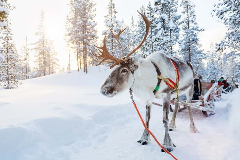 Rovaniemi: Husky Farm and Reindeer Experience - Food and Warm-Up: Salmon Soup, Snacks, and Winter Gear