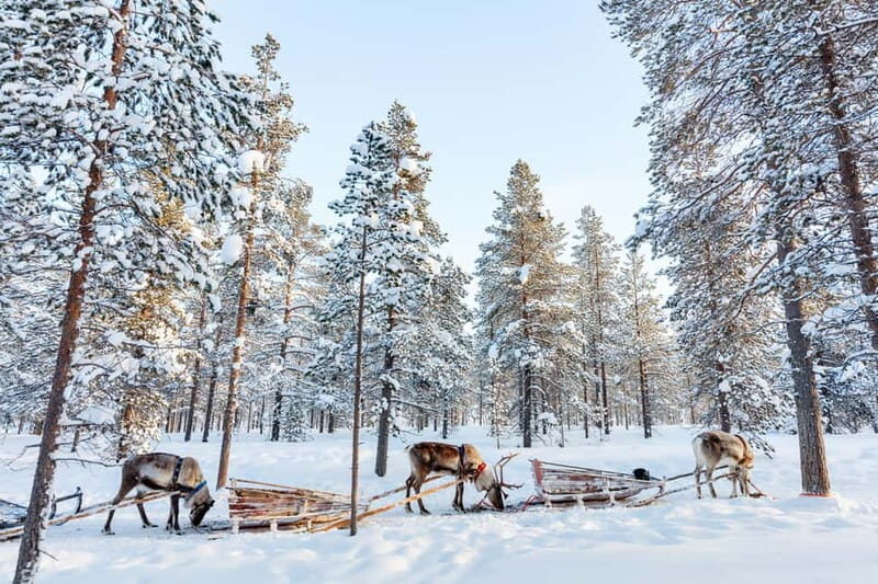 Rovaniemi: Husky Farm and Reindeer Experience - What’s Included vs. What You’ll Pay for On Your Own