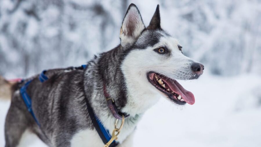 Rovaniemi: Husky Farm Visit with a Sledge Ride - Where you meet in Rovaniemi (and why it matters)