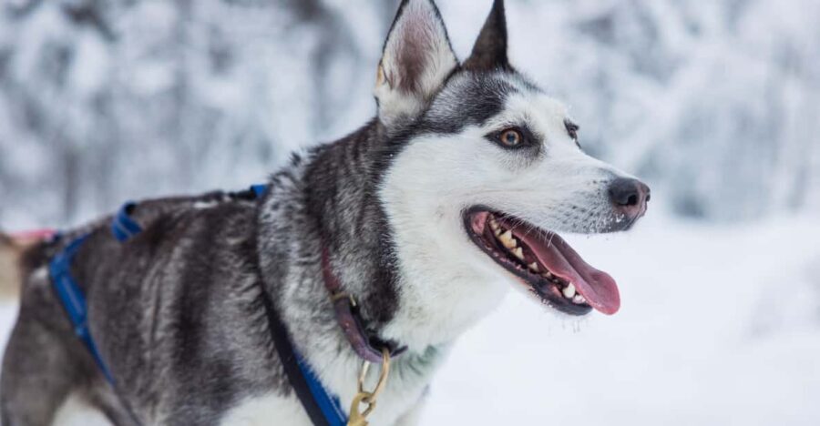 Rovaniemi: Husky Farm Visit with a Sledge Ride - Price and value: is $122 worth a 1 km ride?