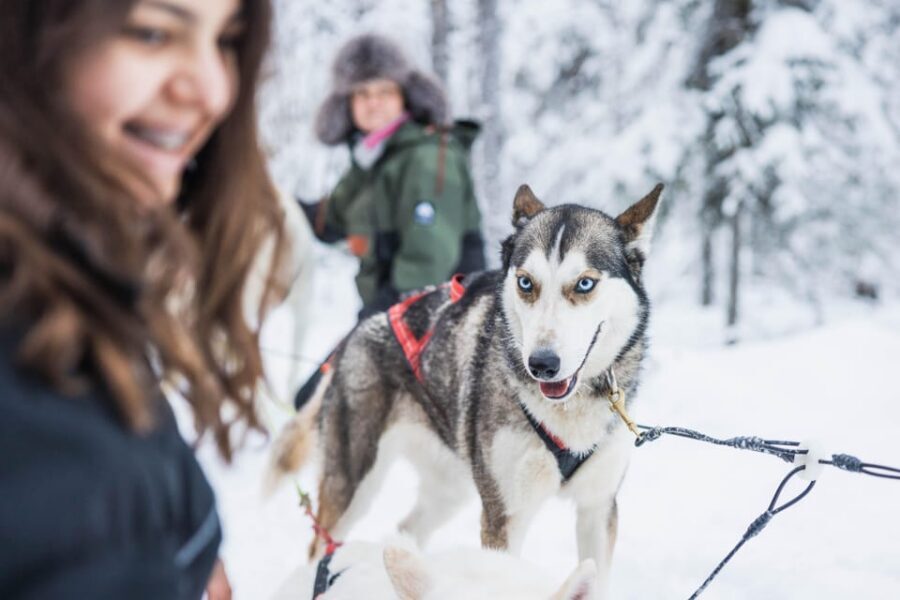 Rovaniemi: Husky Farm Visit with a Sledge Ride - The ride out to the husky farm: part of the experience
